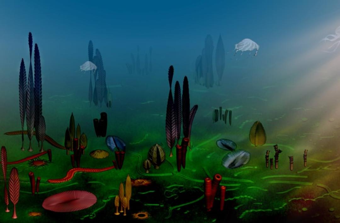 寒武纪|埃迪卡拉生物群｜地球简史系列