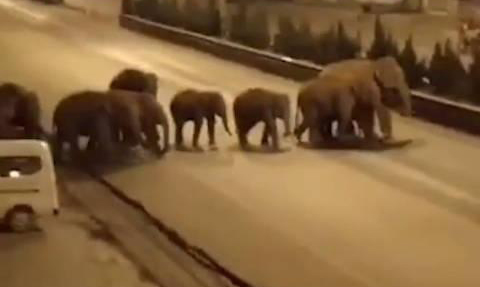 玉龙雪山 15头野生大象组团旅游 已到云南玉溪