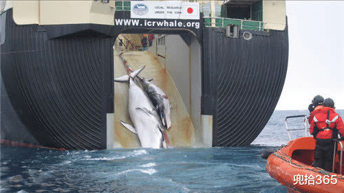 同鯨不同命！領航鯨在中國與丹麥的待遇天壤之別，網友：敬畏生命-圖7