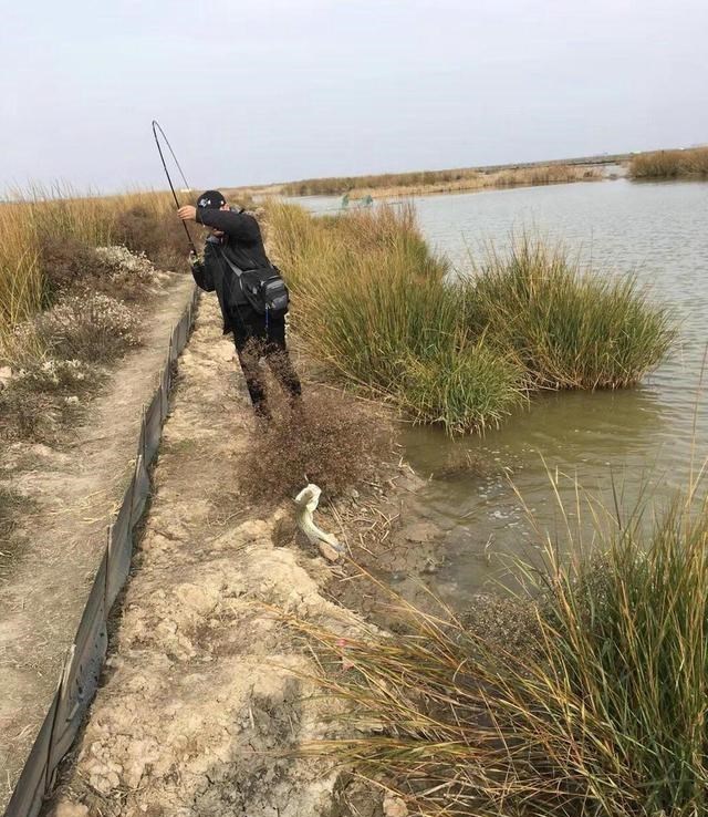 农业农村部|浙江钓友小河里钓获少见的大鲈鱼，因是繁殖期，随后放生