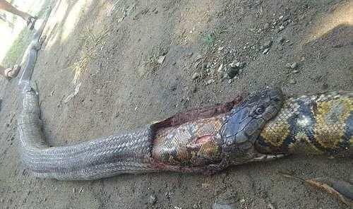 蟒蛇 眼镜蛇吞下蟒蛇？“蛇吞蛇”事件发生，为什么毒蛇攻击能力这么差