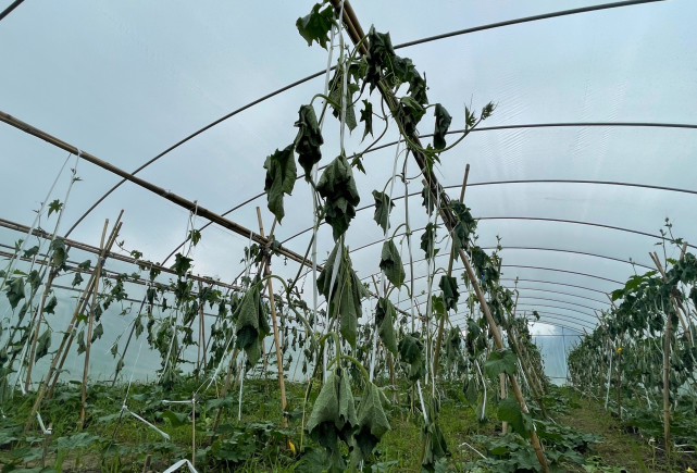 热点微评社 嫉妒报复！38个蔬菜“大棚”遭破坏，菜农：育苗损失就20多万！