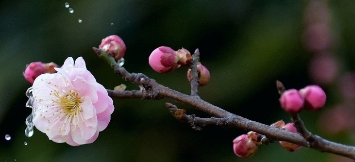 恒哥超级奶爸|赏画品诗，翰墨飘香：王冕的梅花诗情画意，诗人的形象跃然纸上