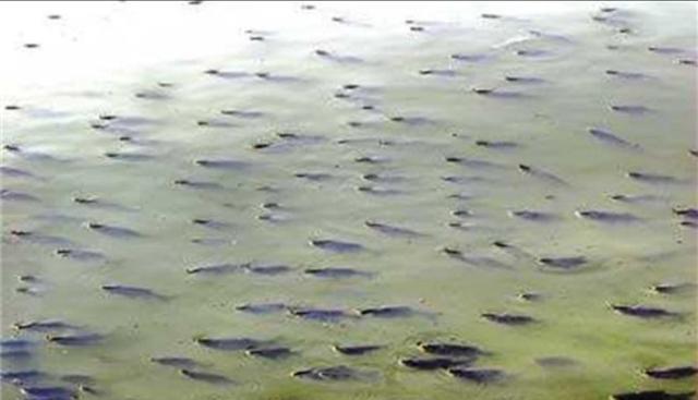 育儿棒棒糖|晴天中午草鱼不吃料在下风口水面浮着是什么原因？