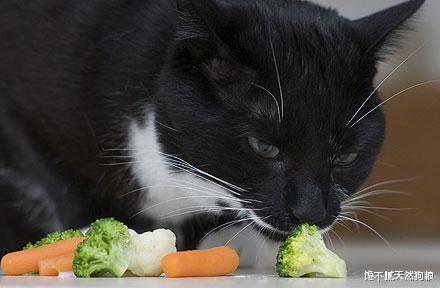 孙楠|猫咪太胖了会怎么样？