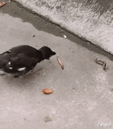 小叶娱记 被蜜蜂蛰了,奶奶说拔罐逼出毒血就好了”,但为啥却越长越大...