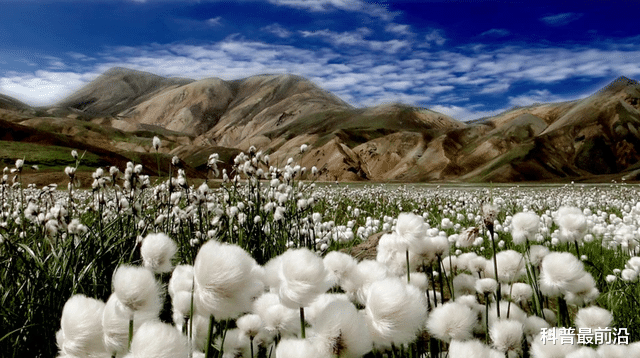 中國每年進口200萬噸棉花，為什麼新疆棉花還要不停地出口？-圖3