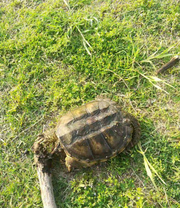 水库|江苏钓鱼人河边发现大龟，追出十几米将其掀翻，网友：吃了它