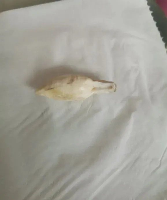 文玩|钓鱼与文玩居然是双重快乐