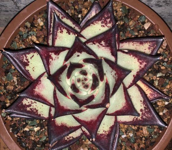 说说家装那点事儿|乌木栽种攻略，想让乌木长得大，风吹日晒，冠幅长到20公分