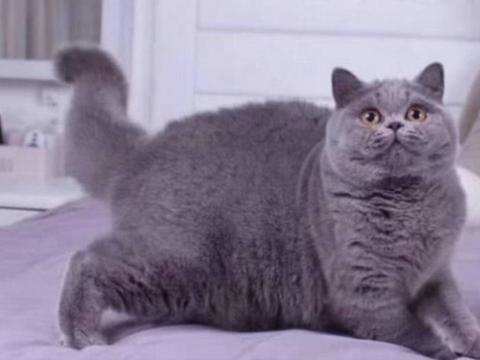 橘猫|橘猫去农村呆了几个月，体重增飙到16斤，画面壮观！