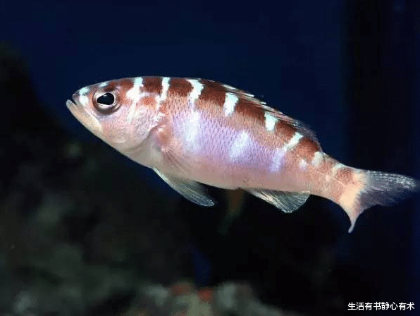 霸王龙 涨知识，盘点大自然中奇妙的冷知识