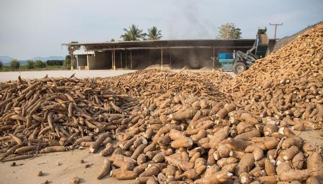 我國木薯進口量世界第一，進口額達60億，為什麼國內卻不盛產？-圖4
