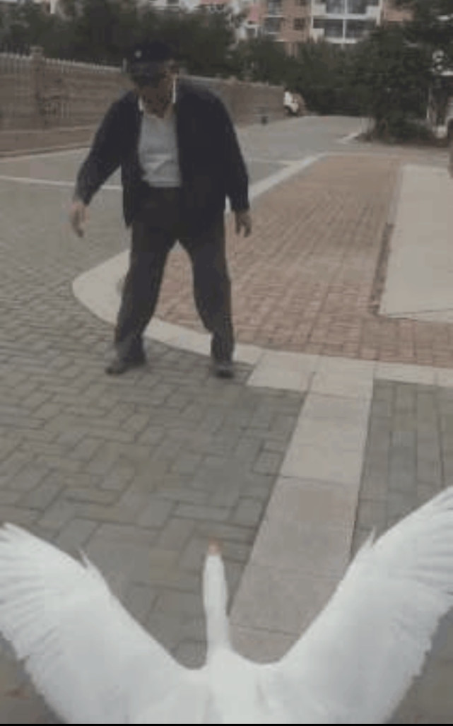 贝壳 大鹅袭击老人下体致伤残，酒店委屈赔偿59万: 不是我养的鹅也要赔？