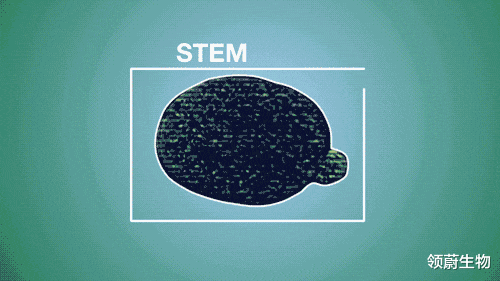 高血压|干细胞治疗高血压以及其所引起的并发症效果-显著！（附案例）