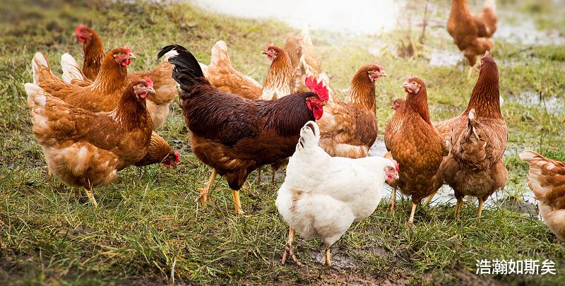 浩瀚如斯矣|生肖属鸡人，9月得菩萨保佑，横财不断，运势上升