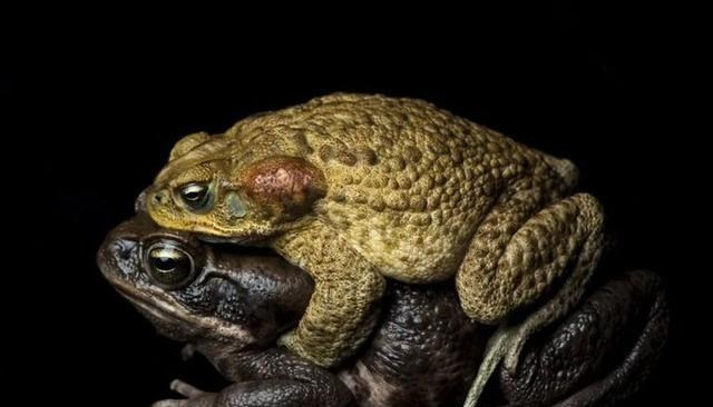 奶豆说育儿|灾难！澳大利亚甘蔗蟾蜍进化为食人族 到底好还是不好？