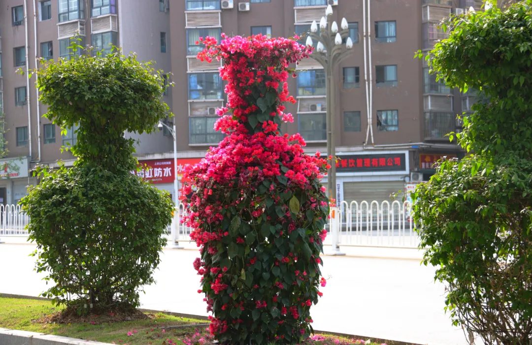 川东周末 因为它们，广安街头颜值爆表！