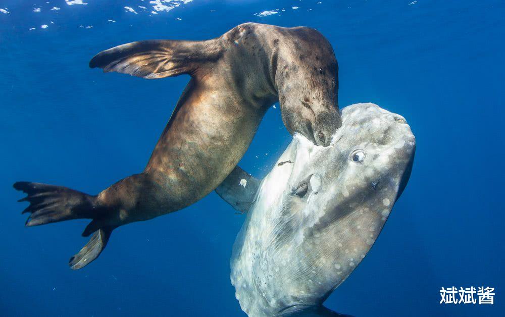 翻车鱼 世界上最蠢的翻车鱼：灭绝是不可能灭绝了，这辈子都不可能灭绝了