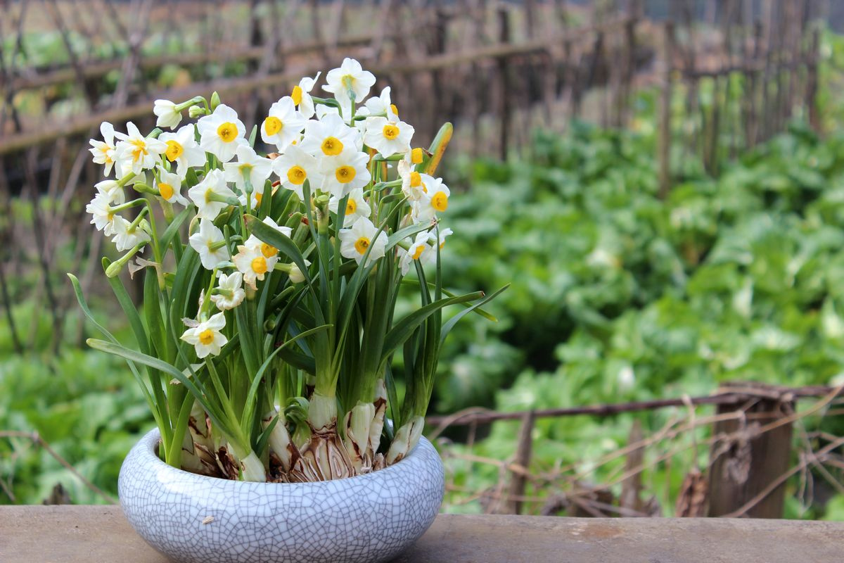 春晚|我给水仙取了个名字叫春晚花，100张水仙图片大赏