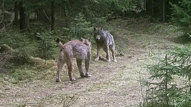 野生动物 野生动物如何判断对方的实力？人类在它们眼中是什么“段位”的？