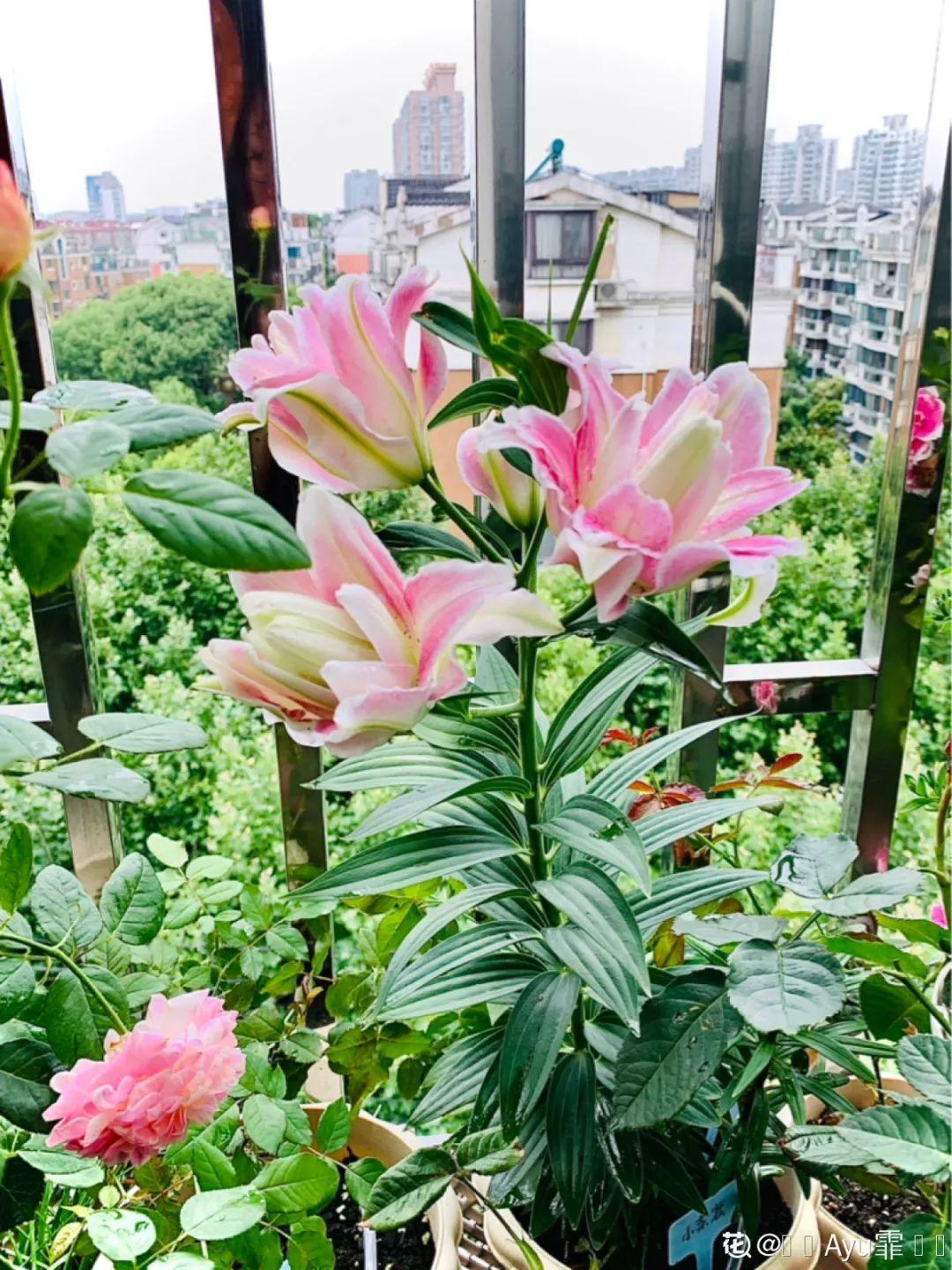 7种花冬天会假死,叶子掉光不要扔,明年还能大爆花!