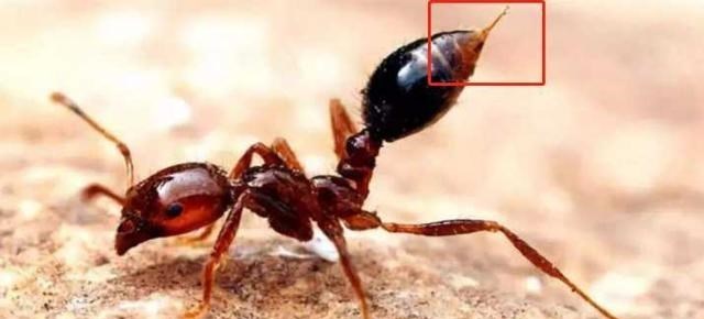  蚂蚁没大脑，处于二维空间，它们真的感知不到人类的存在吗？