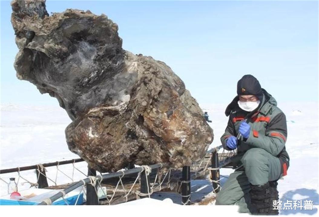 遗骸 永久冻土层溶解，5种史前生物遗骸被发现，人类或面临超级病毒？