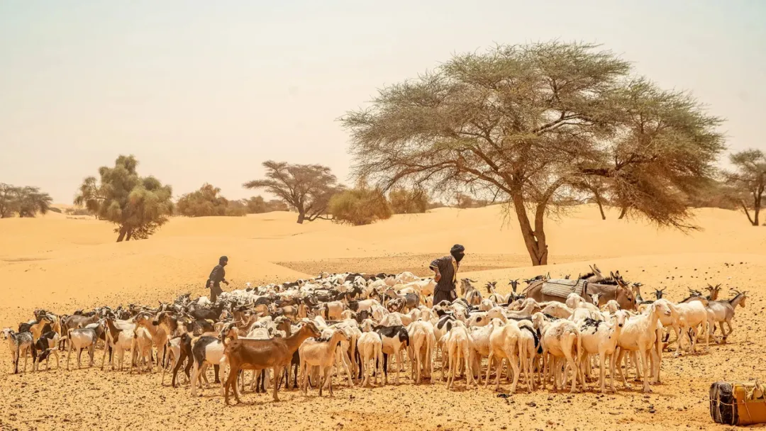 撒哈拉沙漠 撒哈拉沙漠上的“蓝人”