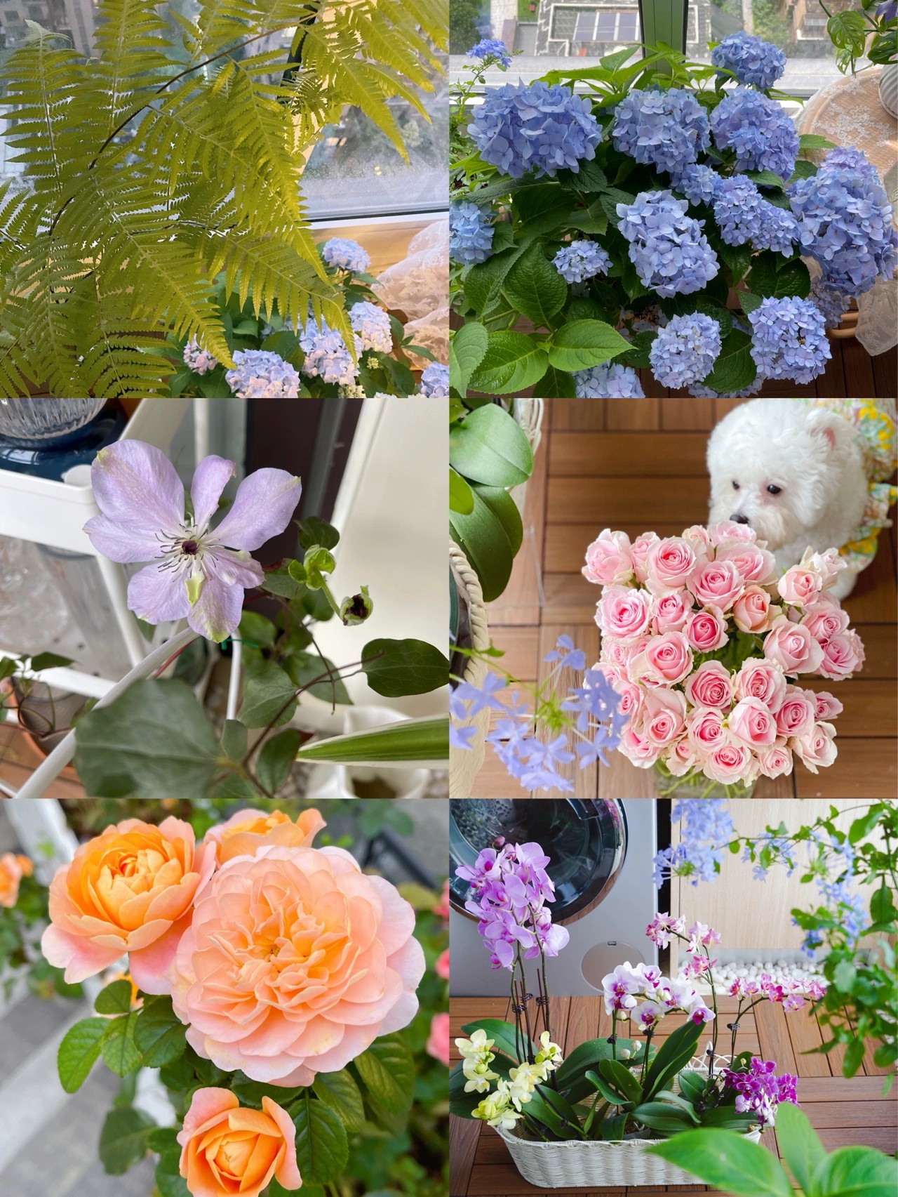 花5000块，把14㎡阳台变成一个小花园，小小的改变感受大大的幸福