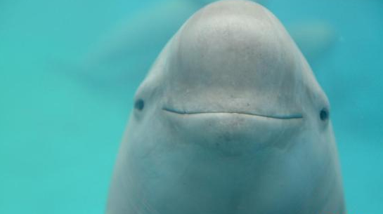 中国网三农 国家重点保护野生动物名录调整 长江江豚等升为一级