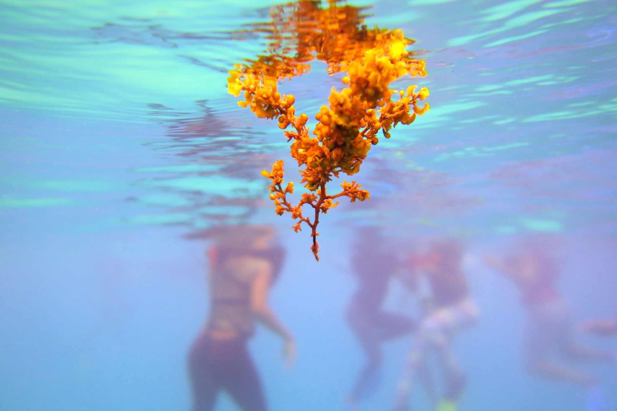 浮潜|夏威夷与戛纳相结合的东方投影---越南岘港深度游记(中)