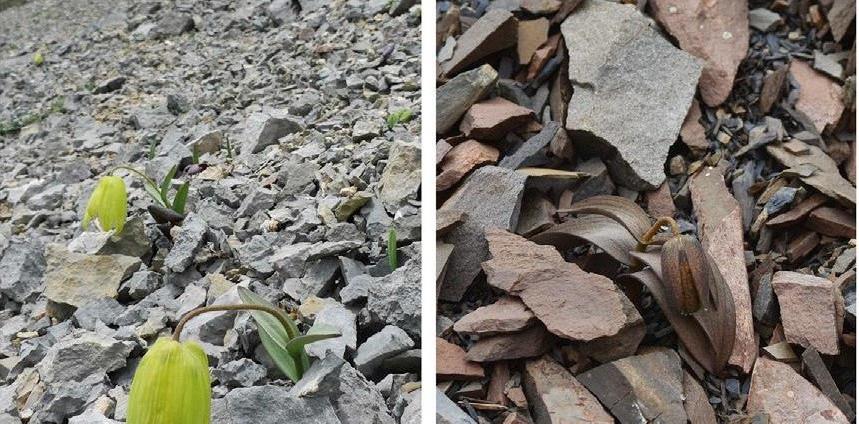 横断山脉|横断山脉有一种植物,为了躲避人类的采摘,悄悄学会了“伪装”