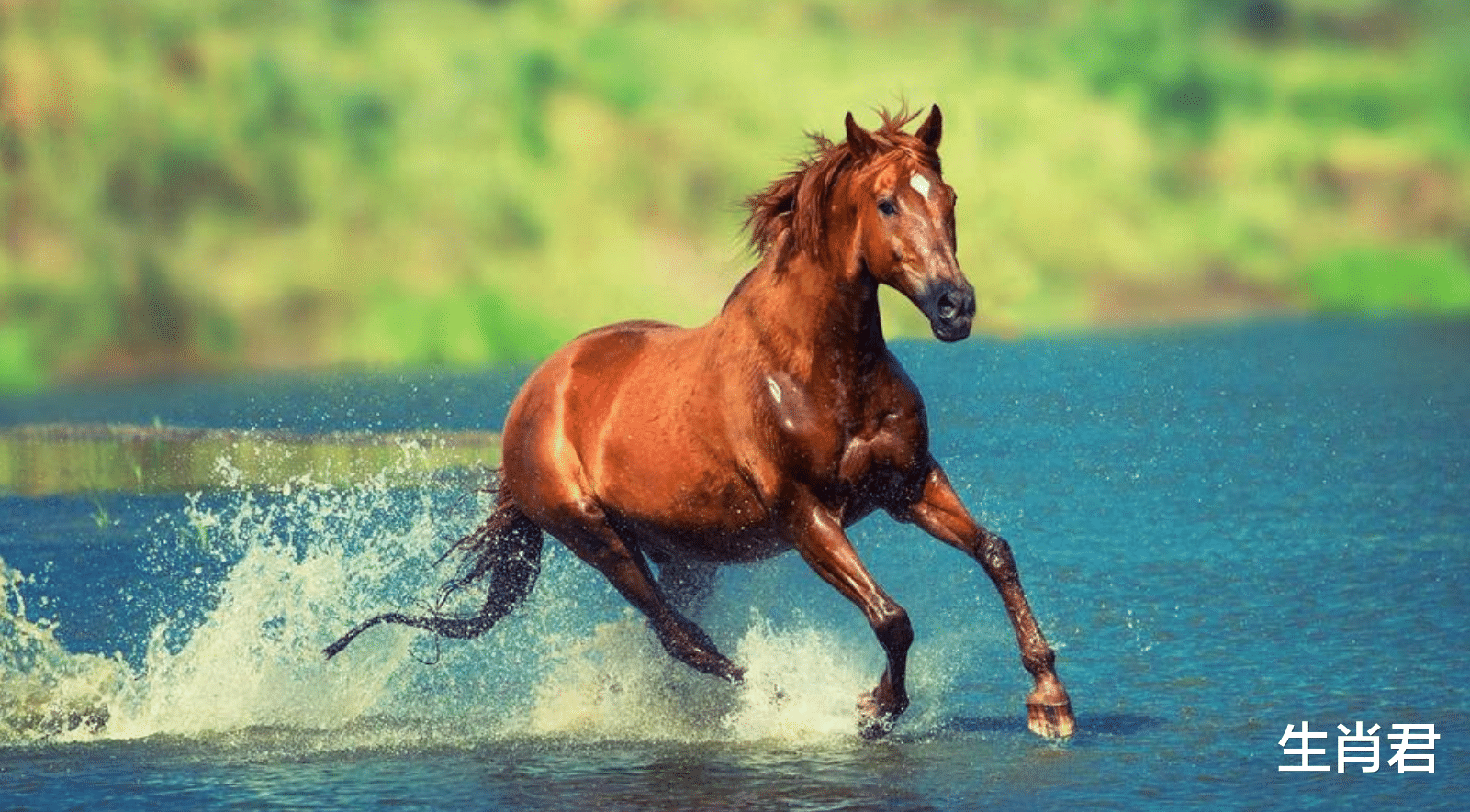 属马|喜事一件接着一件，属马人能者多劳在职场发光发热，终会遇到伯乐