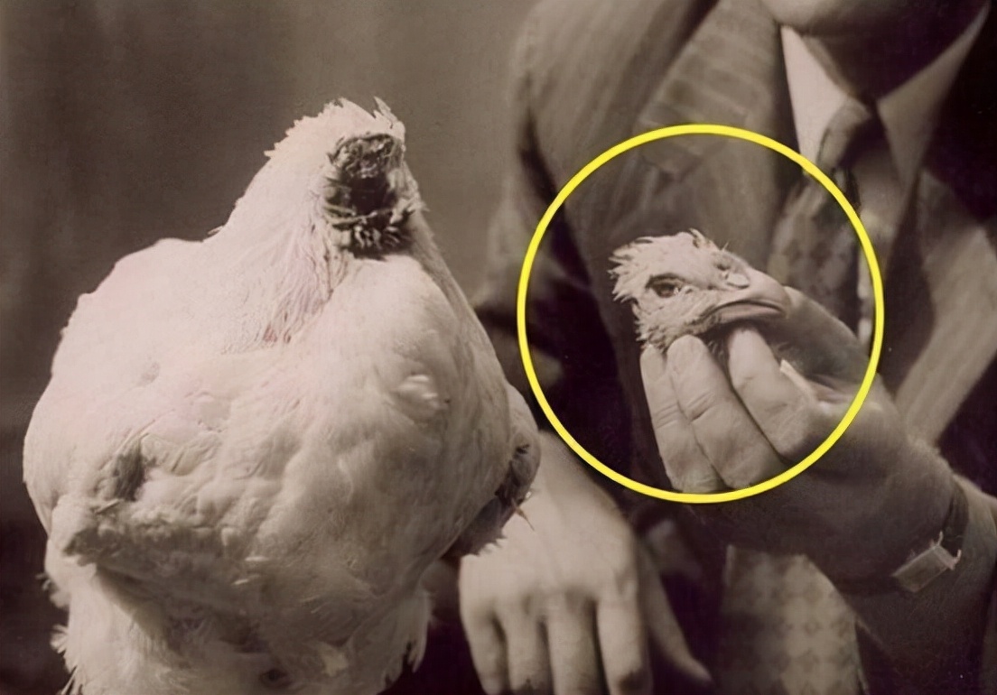 国家公园 鸡被斩首后成“不死鸟”,无头存活18个月,长胖5斤引起专家关注