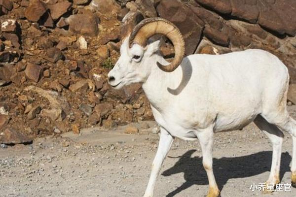 小乔星座官|农历几月的属羊人，才华横溢，智勇双全，下半年赢得先机，闯出名堂