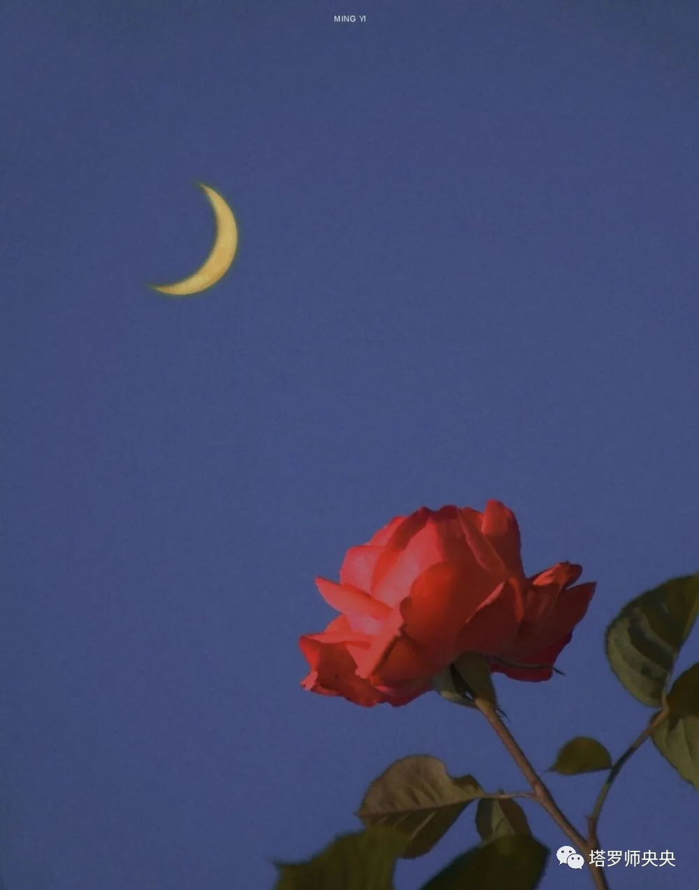 占卜师央央|塔罗牌占卜：新学期开始， 你会开始甜甜的恋爱吗？