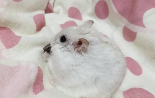 爱因斯坦 记忆为什么不能代代遗传的原因?小鼠记忆遗传实验让人深思