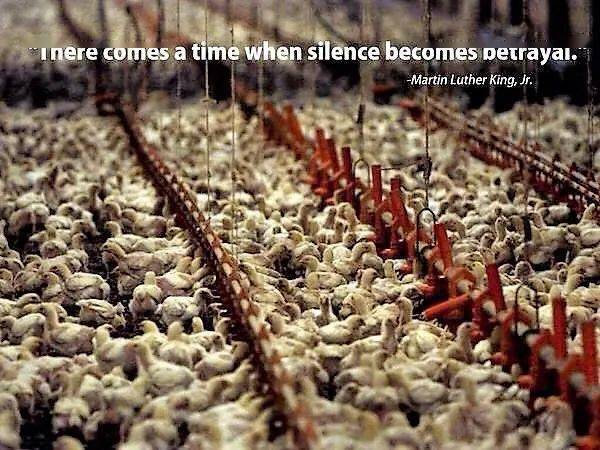 残酷的事实!世界每年有70亿只小鸡被绞碎,然后做成了猫粮