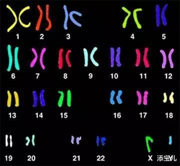 添宝儿|做试管婴儿，为什么要查染色体?
