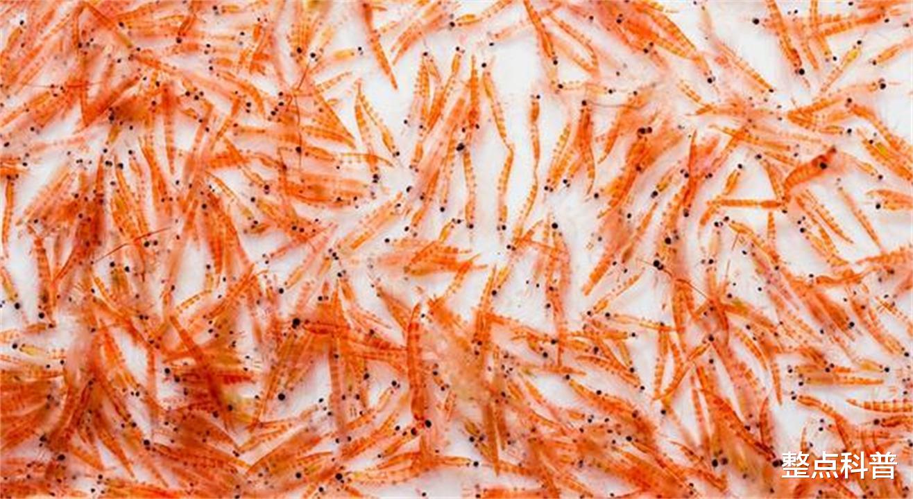 南极磷虾:10亿吨的“海上金矿”,为什么说中国或是最大受益者?