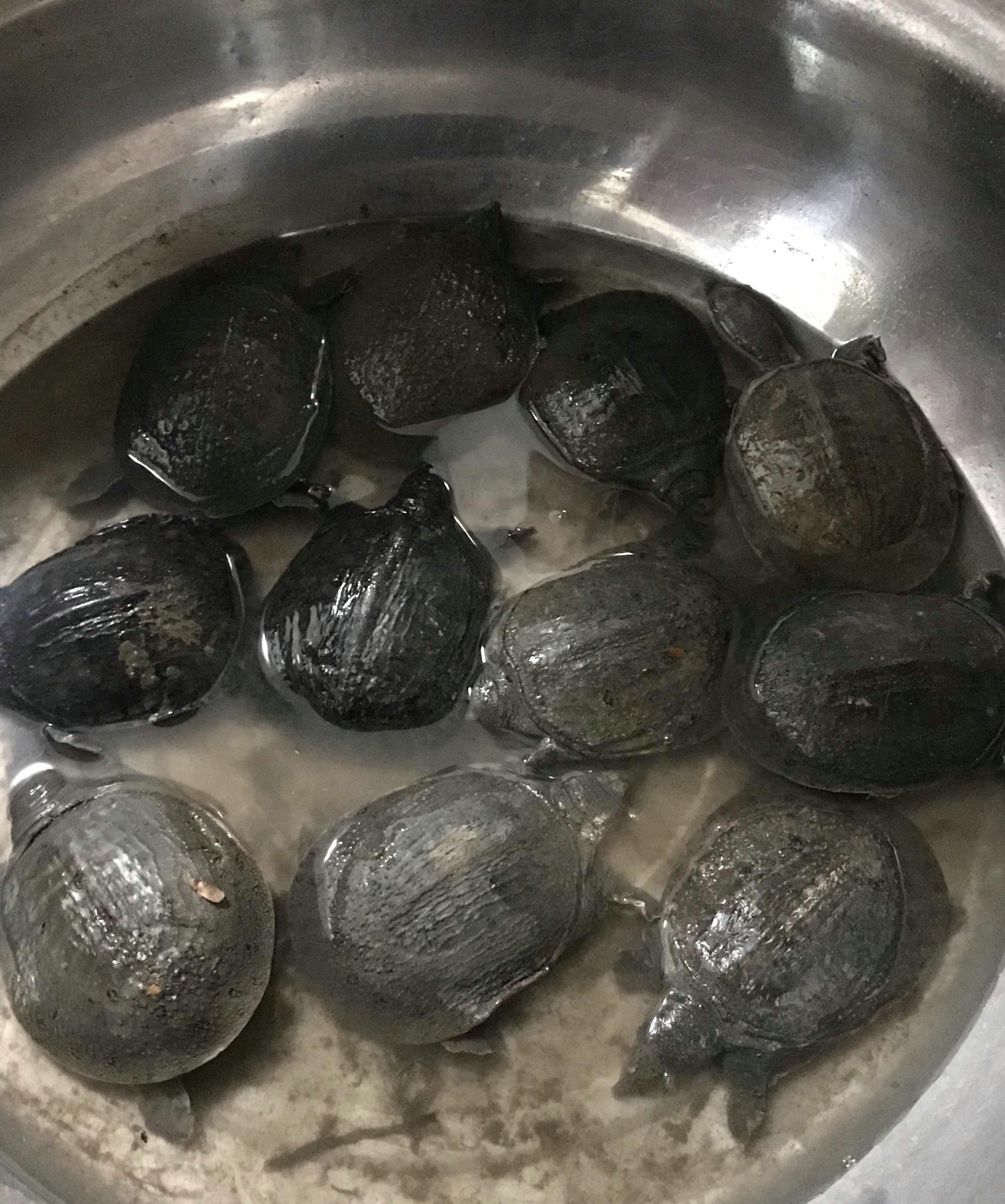 河北|河里的甲鱼被冻僵了随便捞?河北男子去钓鱼,竟捞了一桶甲鱼回来