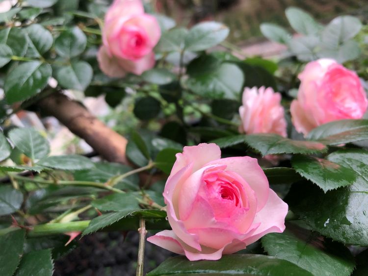 18年房龄的老房子，50㎡花园改造后，成了家人朋友最爱待的地方