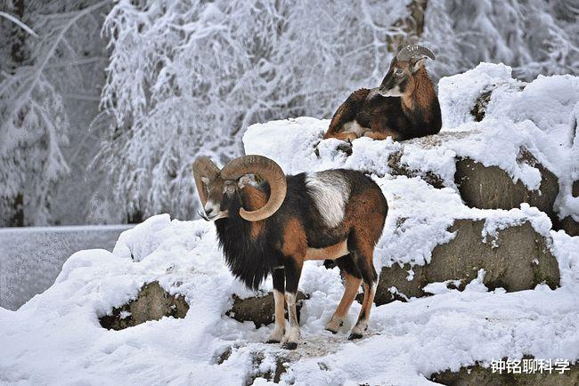 盘羊 太憋屈！盘羊被自己的角“戳死”，演化失误的它亲眼看着死亡到来