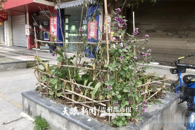 贵州都市报 贵阳一绿化花坛竟有人种白菜?附近居民这么说……