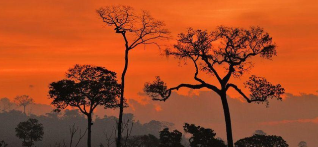 后代 “地球之肺”废了？亚马逊雨林成二氧化碳排放源，正加剧全球变暖