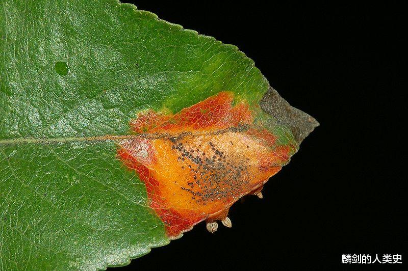 太空 【地球生物全系列——从单细胞到人类】担子菌门—柄锈菌亚门