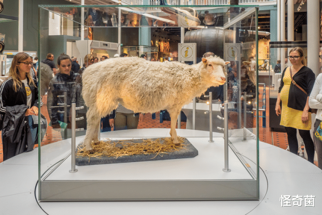 兔子|为啥现在很少提"克隆"了?看下"多莉"的一生,或许你会明白