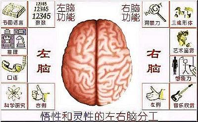 开发右脑促进大脑左右脑协调