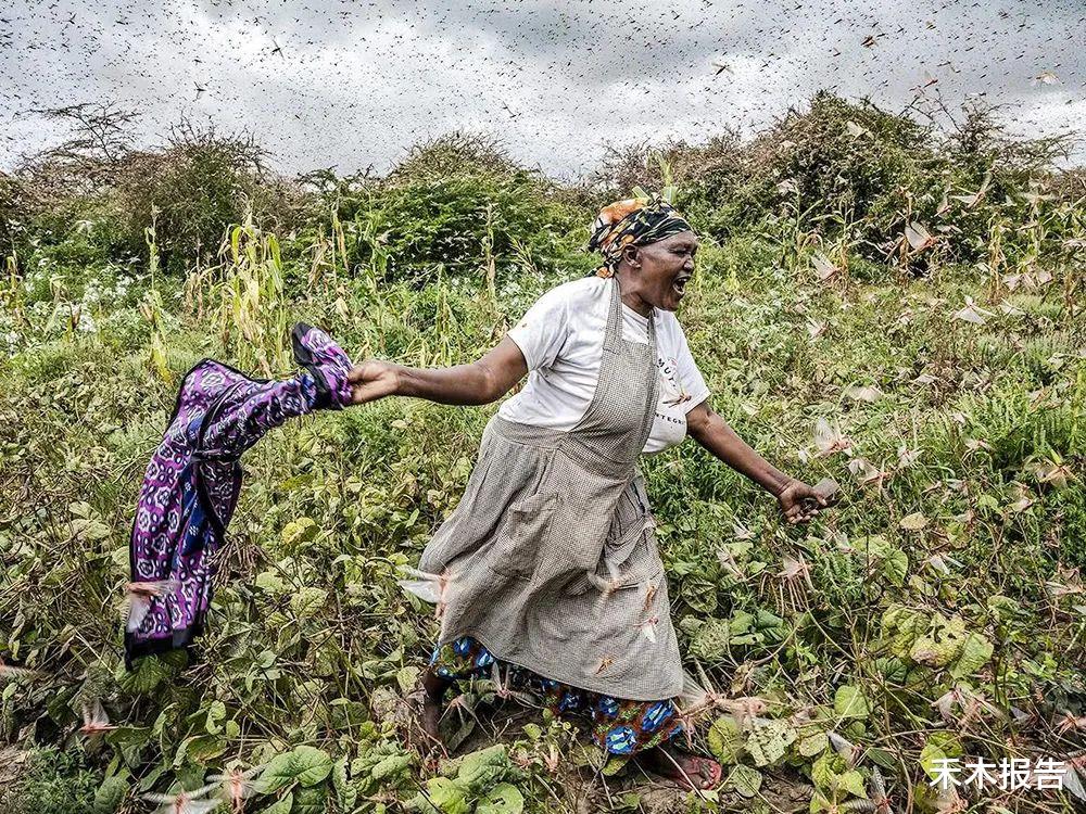 蝗虫灾害 国外常泛滥成灾，每年毁坏10万吨粮食，在我国却靠人工养殖才够吃